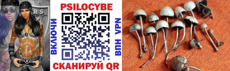 где купить наркотик  Мосальск  Псилоцибиновые грибы Psilocybe 